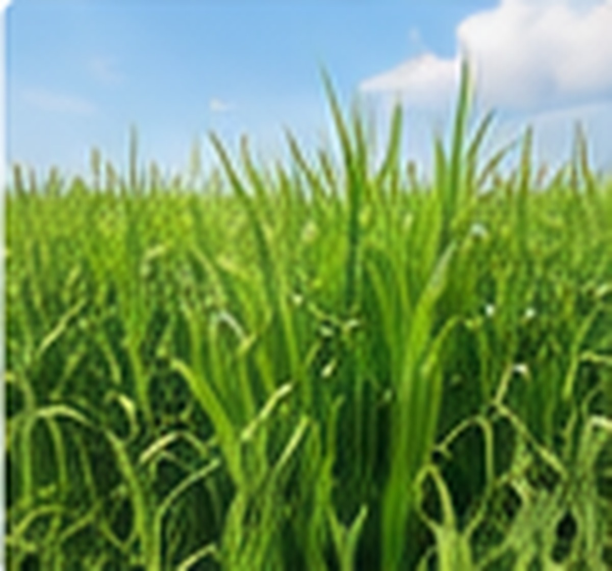 Rhodes Grass field