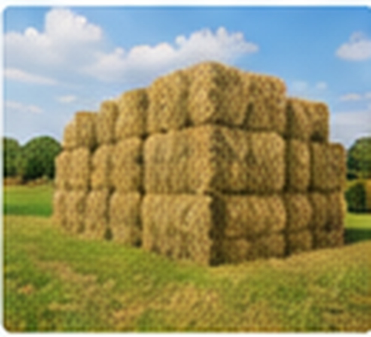 Stacked Rhodes Grass bales