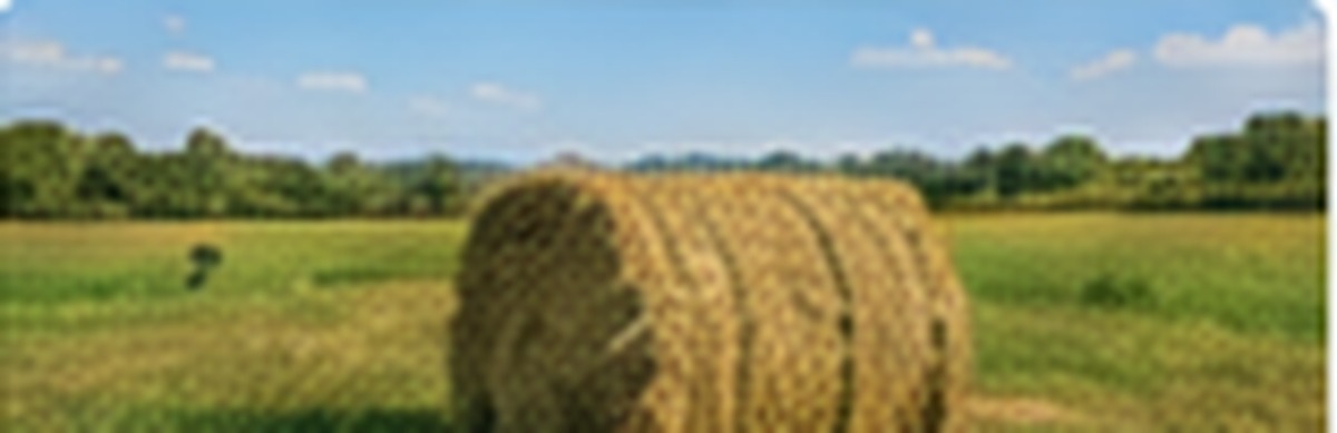 Rhodes Grass hay bales