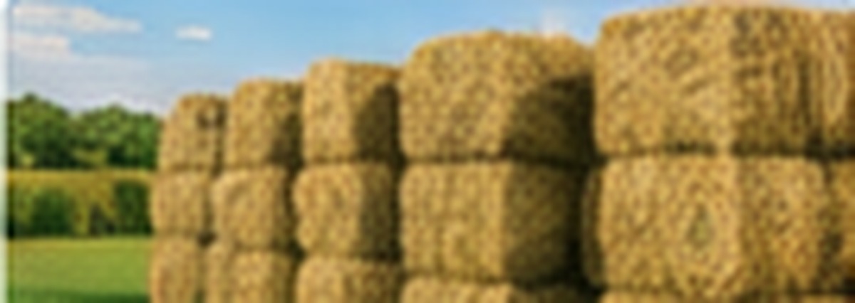 Rhodes Grass hay bales